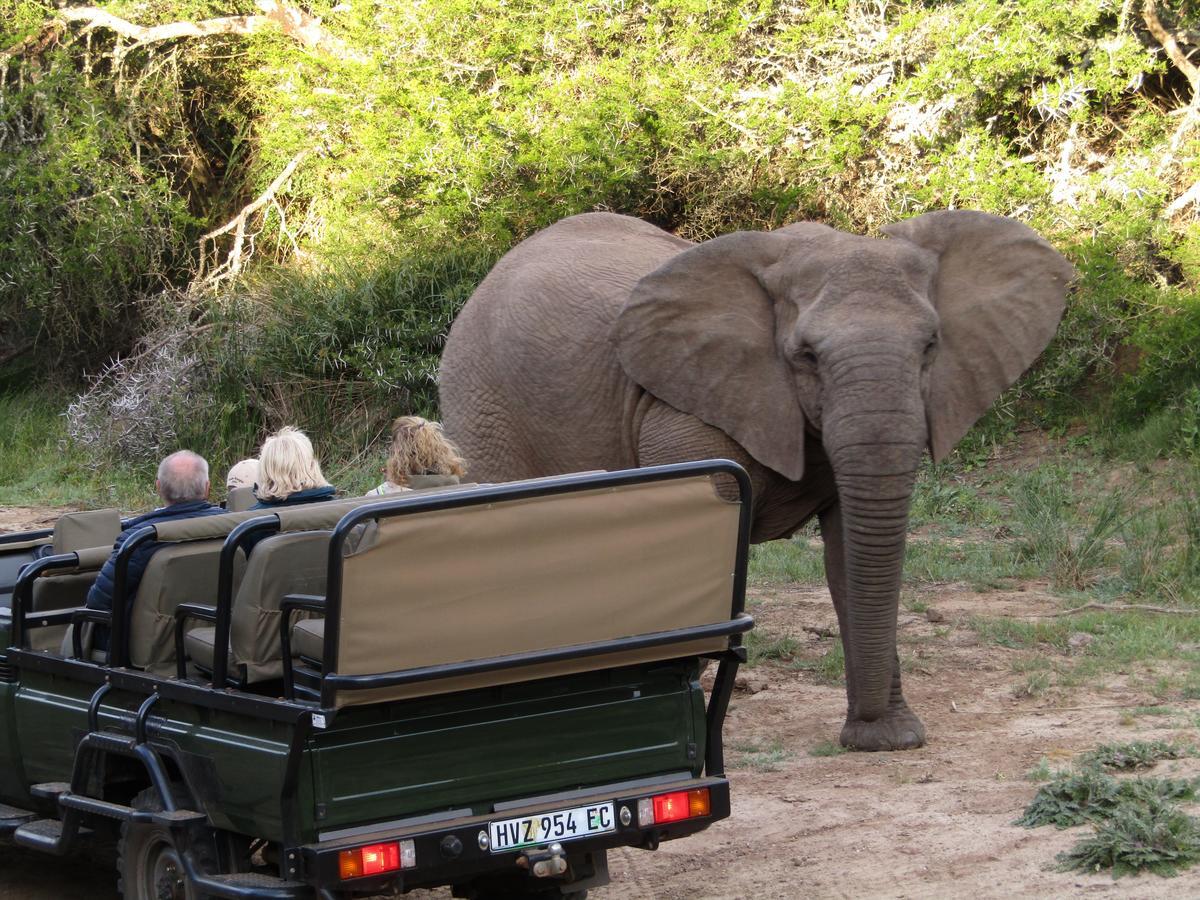 Leeuwenbosch Country House - Amakhala Game Reserve Exterior foto