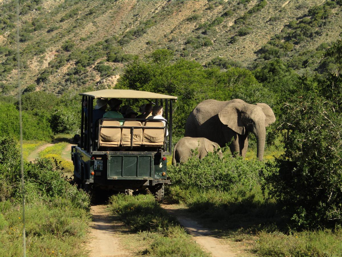 Leeuwenbosch Country House - Amakhala Game Reserve Exterior foto