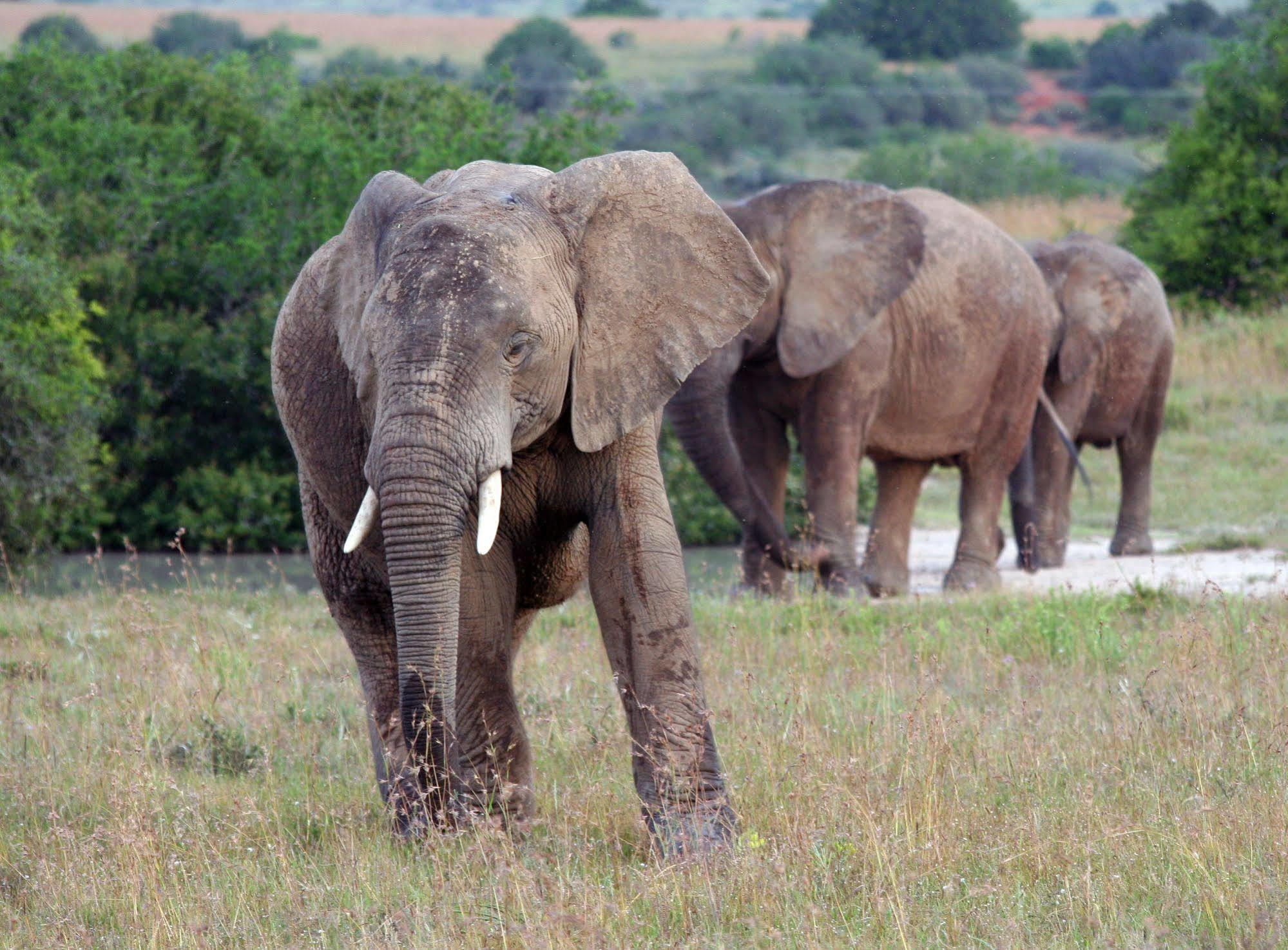 Leeuwenbosch Country House - Amakhala Game Reserve Exterior foto