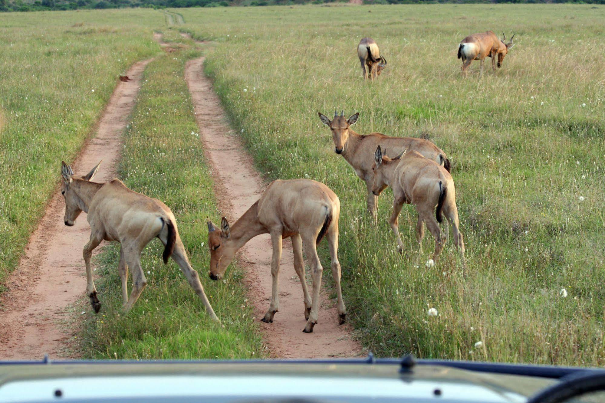 Leeuwenbosch Country House - Amakhala Game Reserve Exterior foto